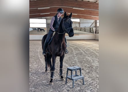 KWPN, Merrie, 7 Jaar, 160 cm, Zwart