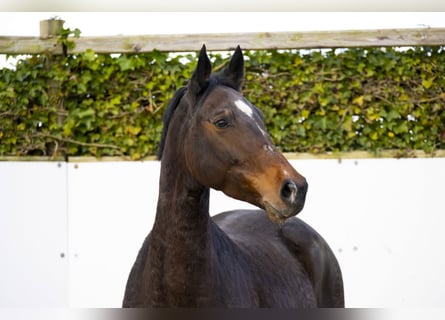 KWPN, Merrie, 7 Jaar, 164 cm, Bruin