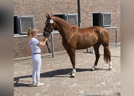 KWPN, Merrie, 7 Jaar, 165 cm, Vos