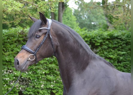 KWPN, Merrie, 7 Jaar, 165 cm, Zwartbruin