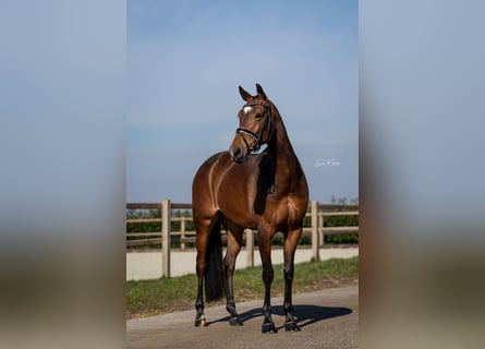 KWPN, Merrie, 7 Jaar, 166 cm, Bruin