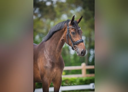 KWPN, Merrie, 7 Jaar, 166 cm, Donkerbruin