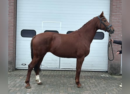 KWPN, Merrie, 7 Jaar, 166 cm, Vos