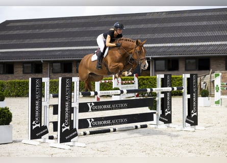 KWPN, Merrie, 7 Jaar, 166 cm, Vos