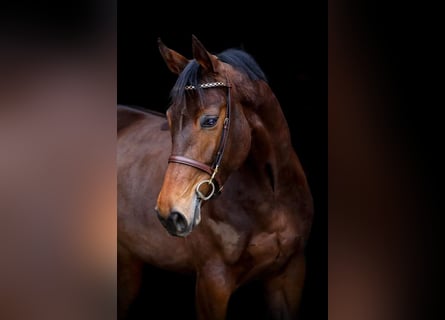 KWPN, Merrie, 7 Jaar, 167 cm, Bruin