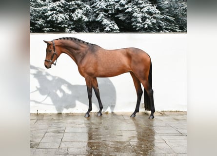 KWPN, Merrie, 7 Jaar, 167 cm, Roodbruin