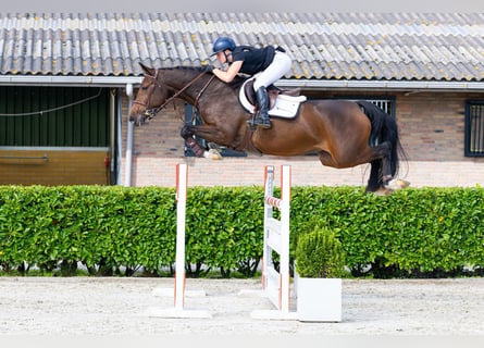 KWPN, Merrie, 7 Jaar, 168 cm, Bruin