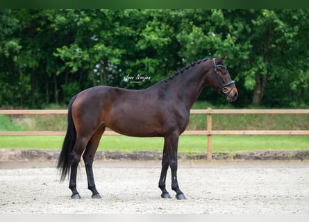 KWPN, Merrie, 7 Jaar, 168 cm, Donkerbruin