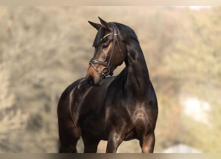 KWPN, Merrie, 7 Jaar, 168 cm, Donkerbruin