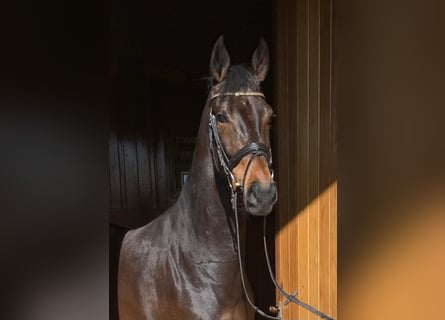 KWPN, Merrie, 7 Jaar, 169 cm, Roodbruin