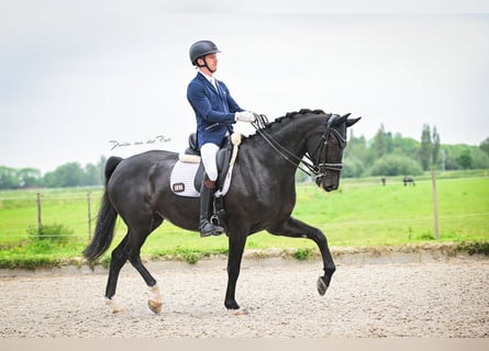 KWPN, Merrie, 7 Jaar, 169 cm, Zwart