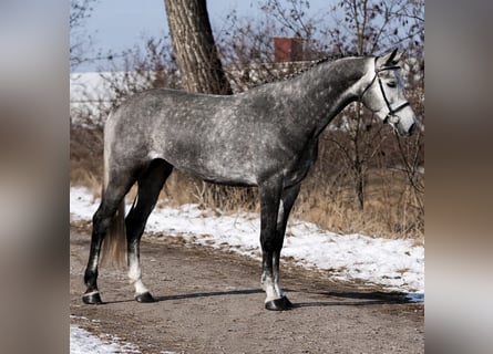 KWPN, Merrie, 7 Jaar, 170 cm, Appelschimmel