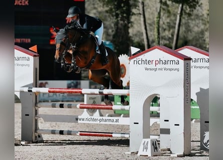 KWPN, Merrie, 7 Jaar, 170 cm, Bruin