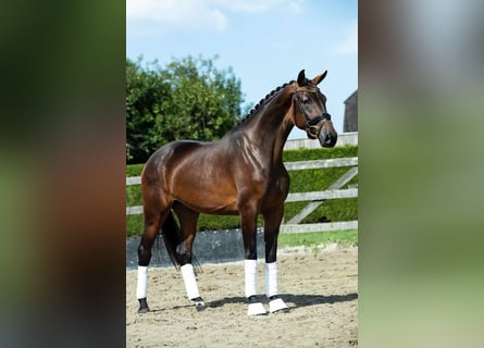 KWPN, Merrie, 7 Jaar, 170 cm, Donkerbruin