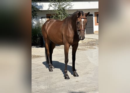 KWPN, Merrie, 7 Jaar, 170 cm, Roodbruin