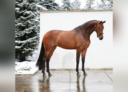 KWPN, Merrie, 7 Jaar, 170 cm, Roodbruin