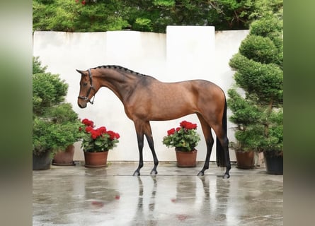 KWPN, Merrie, 7 Jaar, 170 cm, Roodbruin