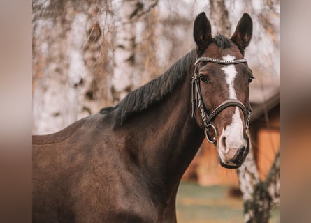 KWPN, Merrie, 7 Jaar, 171 cm, Bruin