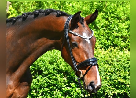 KWPN, Merrie, 7 Jaar, 172 cm, Bruin