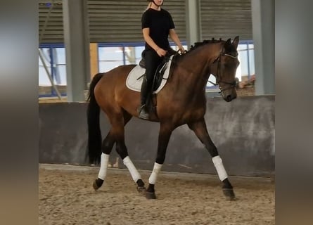 KWPN, Merrie, 7 Jaar, 172 cm, Bruin