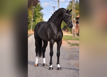 KWPN, Merrie, 7 Jaar, 172 cm, Zwart