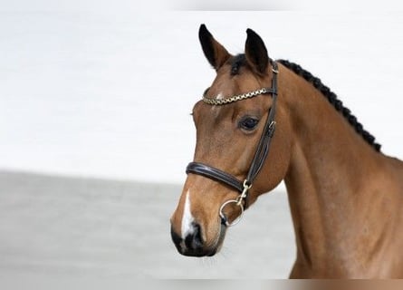 KWPN, Merrie, 8 Jaar, 162 cm, Bruin