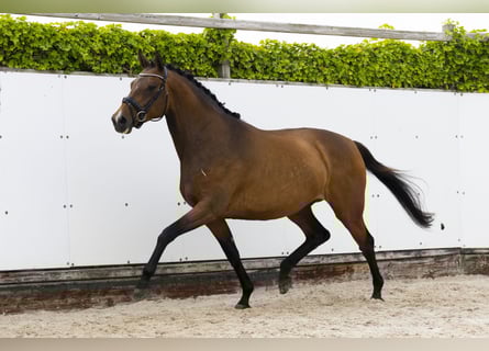 KWPN, Merrie, 8 Jaar, 163 cm, Bruin