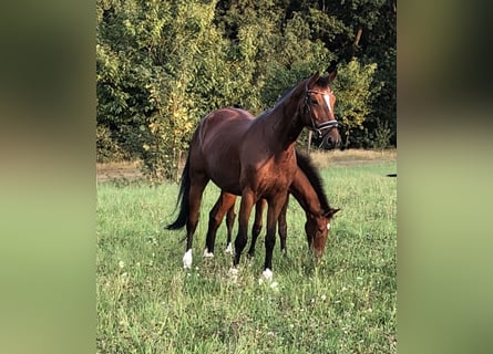 KWPN, Merrie, 8 Jaar, 165 cm, Bruin