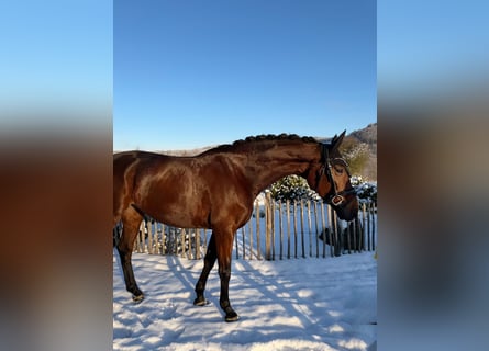 KWPN, Merrie, 8 Jaar, 166 cm, Bruin