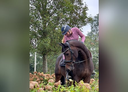 KWPN, Merrie, 8 Jaar, 166 cm, Donkerbruin