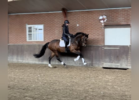 KWPN, Merrie, 8 Jaar, 168 cm, Bruin