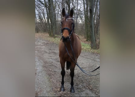 KWPN, Merrie, 8 Jaar, 168 cm, Bruin