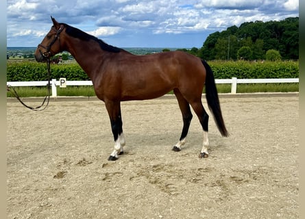 KWPN, Merrie, 8 Jaar, 168 cm, Bruin