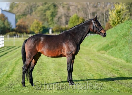 KWPN, Merrie, 8 Jaar, 168 cm, Donkerbruin