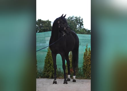 KWPN, Merrie, 8 Jaar, 168 cm, Zwart