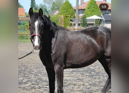 KWPN, Merrie, 8 Jaar, 168 cm, Zwart