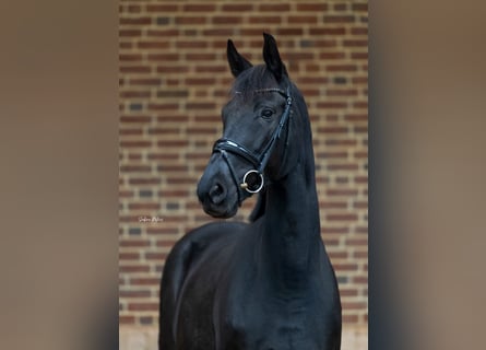 KWPN, Merrie, 8 Jaar, 168 cm, Zwart