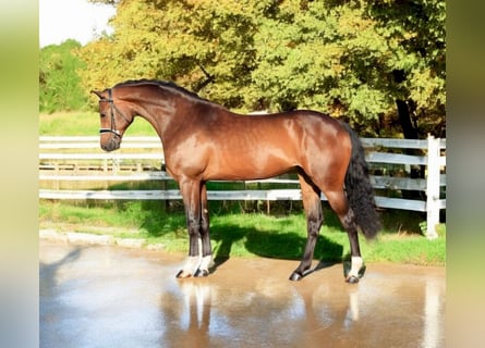 KWPN, Merrie, 8 Jaar, 169 cm