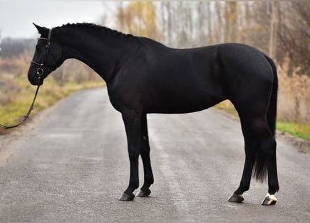 KWPN, Merrie, 8 Jaar, 170 cm, Zwart