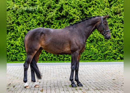 KWPN, Merrie, 8 Jaar, 172 cm, Donkerbruin