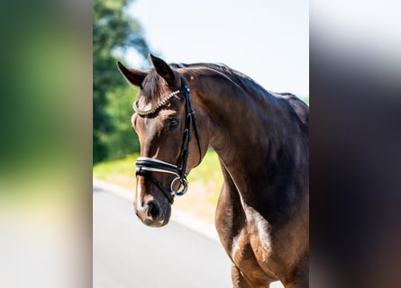KWPN, Merrie, 8 Jaar, 172 cm, Donkerbruin
