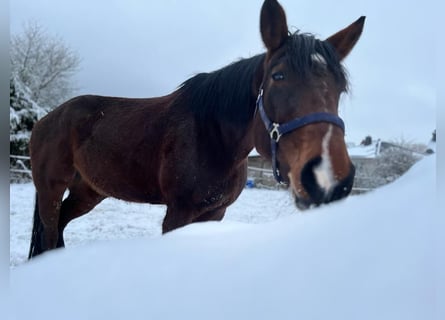 KWPN, Merrie, 8 Jaar, 174 cm, Zwartbruin