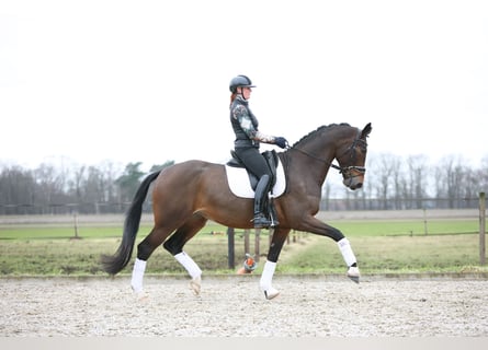 KWPN, Merrie, 8 Jaar, 175 cm, Donkerbruin