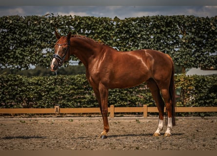 KWPN, Merrie, 9 Jaar, 163 cm, Donkere-vos