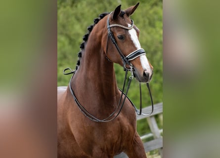 KWPN, Merrie, 9 Jaar, 165 cm, Donkerbruin