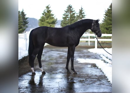 KWPN, Merrie, 9 Jaar, 166 cm, Donkerbruin