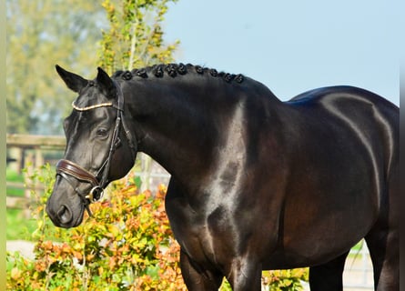 KWPN, Merrie, 9 Jaar, 167 cm, Zwart