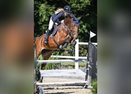 KWPN, Merrie, 9 Jaar, 168 cm, Bruin