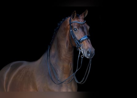 KWPN, Merrie, 9 Jaar, 168 cm, Donkerbruin