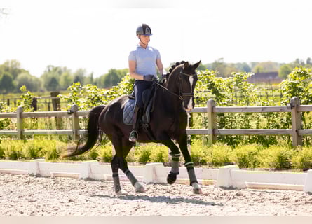 KWPN, Merrie, 9 Jaar, 168 cm, Zwart